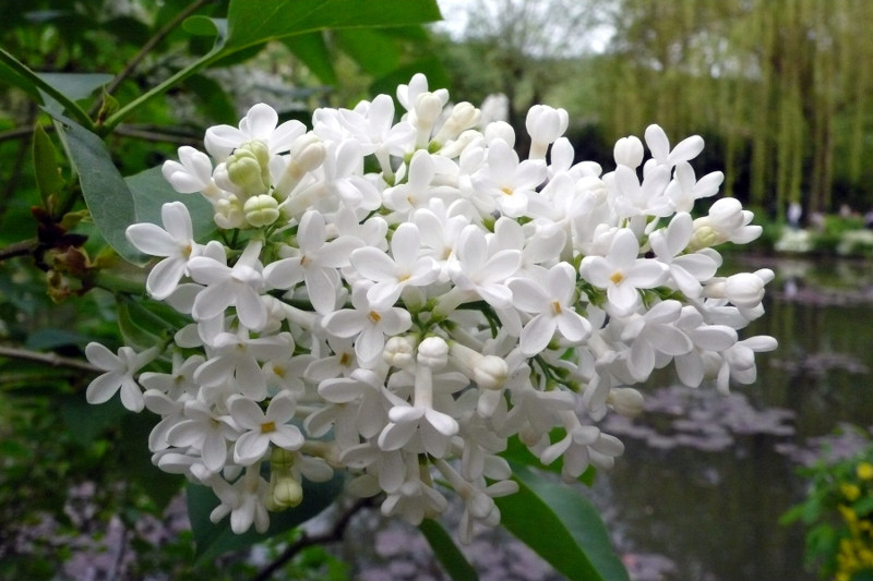 lilas