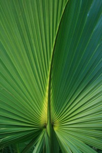 palm tree leaf