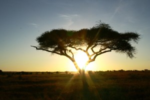 tanzania, serengeti, swahili, wildlife, scenery, safari, africa